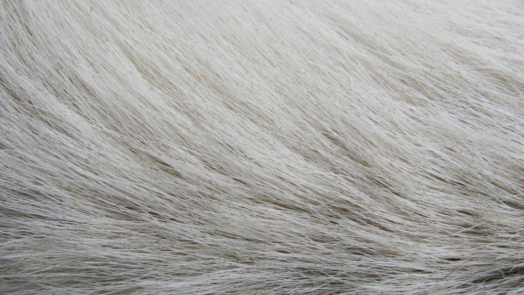 fur texture. close up of fur. fur background photo