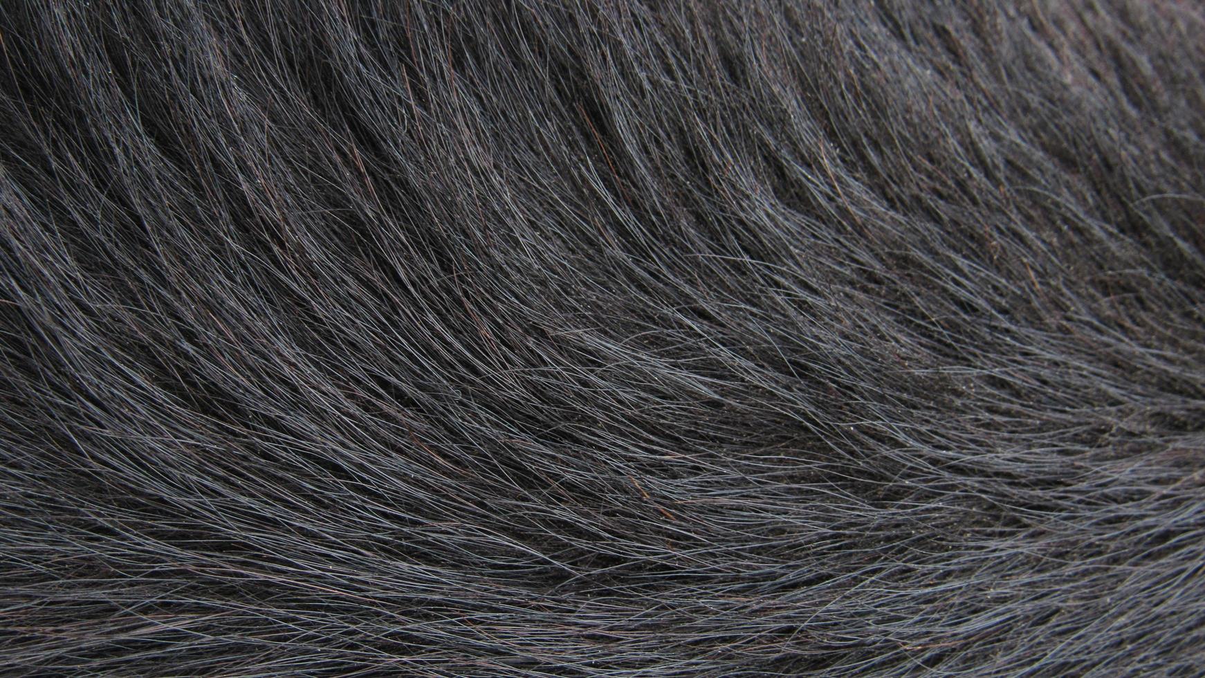 fur texture. close up of fur. fur background photo