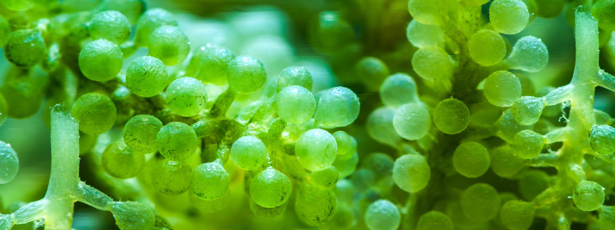 abstract texture background of alga in super macro shot, closeup of green algae in water and showing pattern of aquatic sea plant, biology and microbiology education in laboratory concept photo