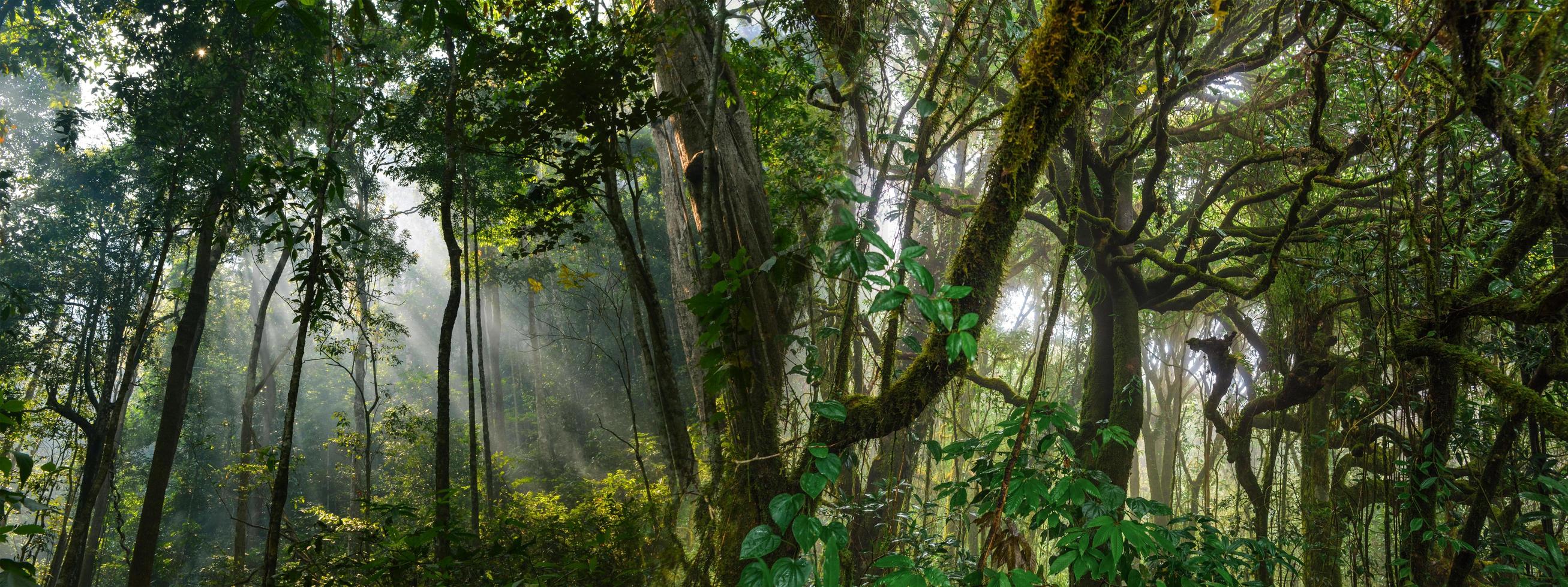 fondo de pancarta panorámica de la escena del paisaje del bosque tropical para usar en concepto de ecología ambiental y energía sostenible o día de la tierra, uso escénico de madera salvaje para papel tapiz de spa y turismo foto