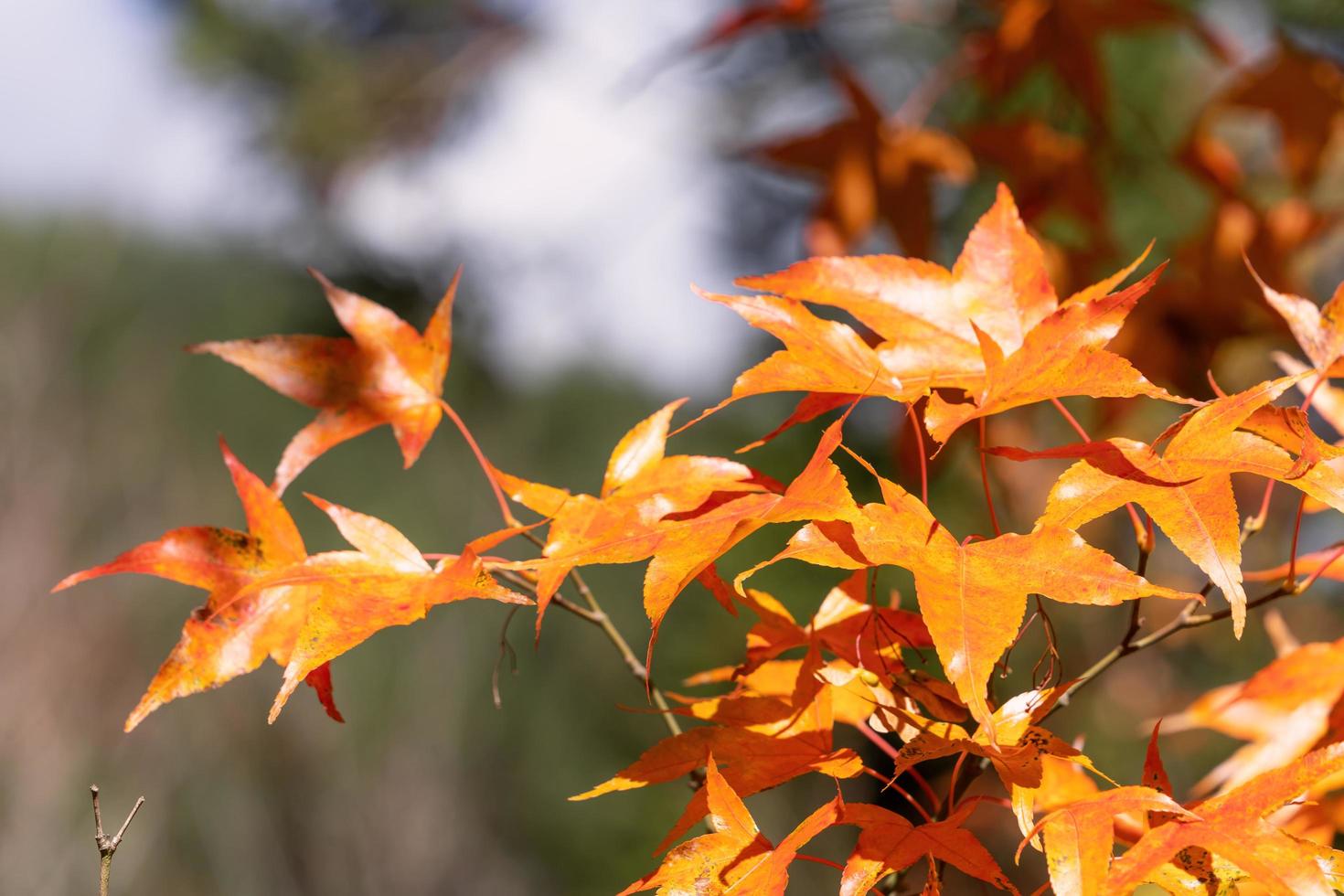 Beautiful maple leaves in autumn sunny day in foreground and blurry background in Kyushu, Japan. No people, close up, copy space, macro shot. photo