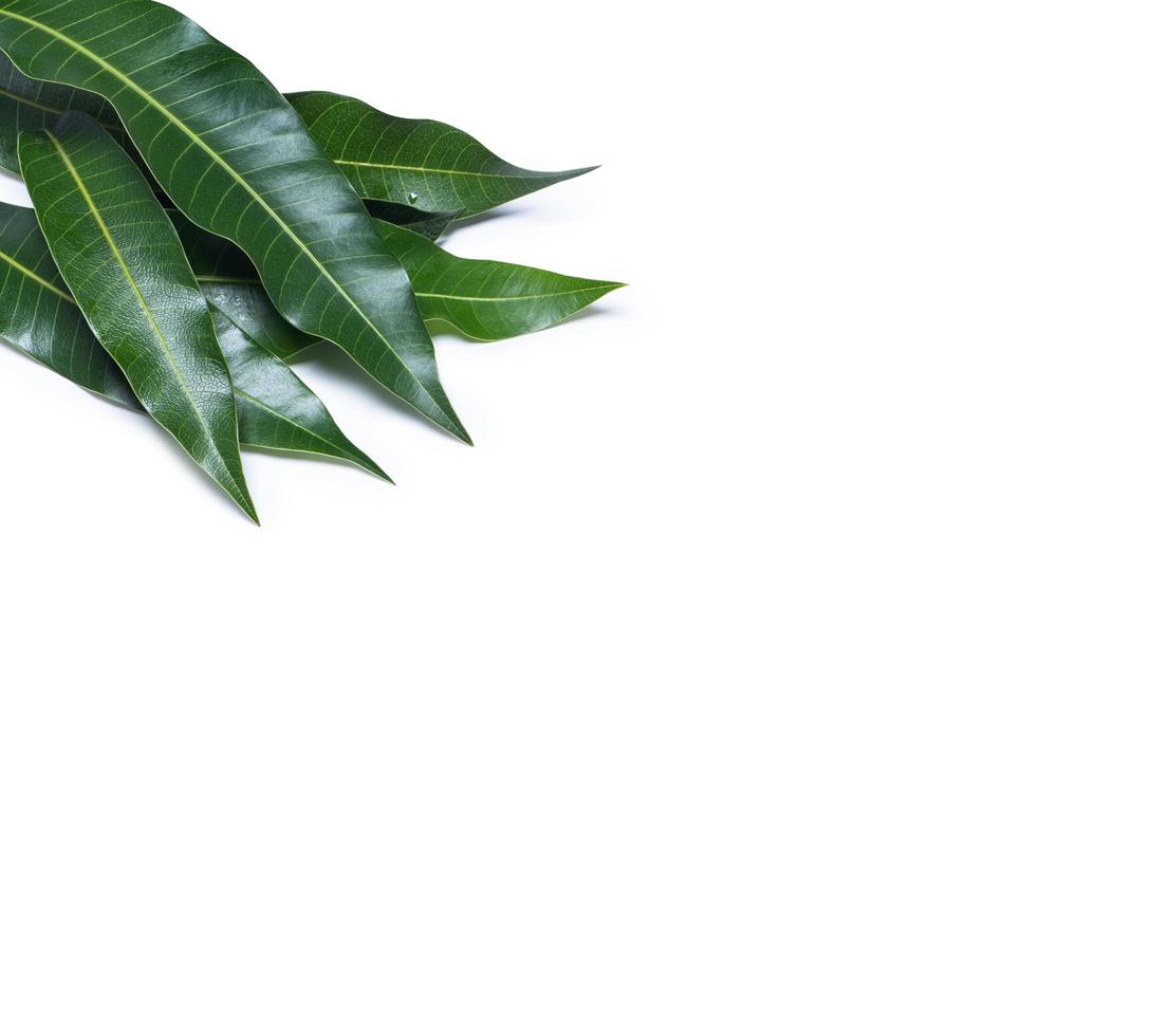 Green fresh mango leaves isolated on white background, beautiful vein texture in detail. Clipping path, cut out, close up, macro. Tropical concept. photo