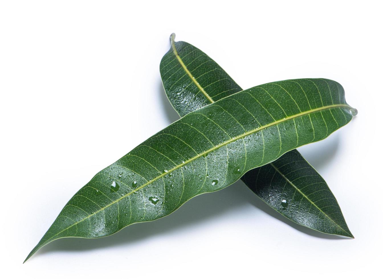 Beautiful green mango leaves isolated on white background with water drops in detail. Clipping path, cut out, close up, macro. Tropical concept. photo