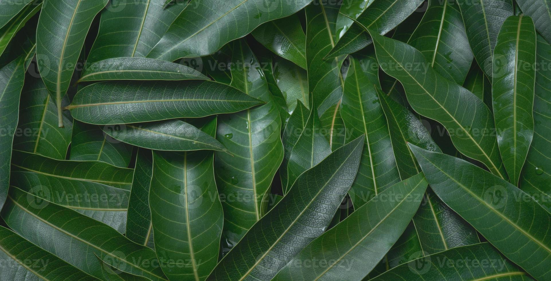 Mango leaves background, beautiful fresh green group with clear leaf vein texture detail, copy space, top view, close up, macro. Tropical concept. photo