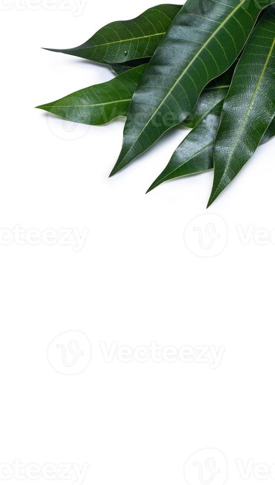Green fresh mango leaves isolated on white background, beautiful vein texture in detail. Clipping path, cut out, close up, macro. Tropical concept. photo