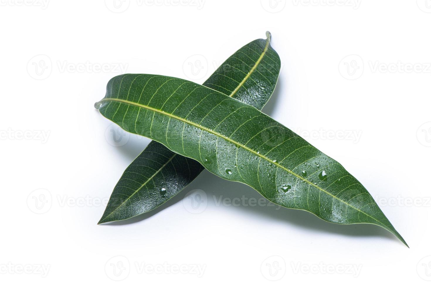 Beautiful green mango leaves isolated on white background with water drops in detail. Clipping path, cut out, close up, macro. Tropical concept. photo
