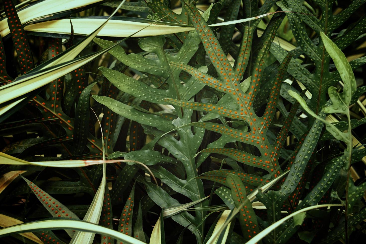 Tropical green leaf background, Dark tone theme. photo