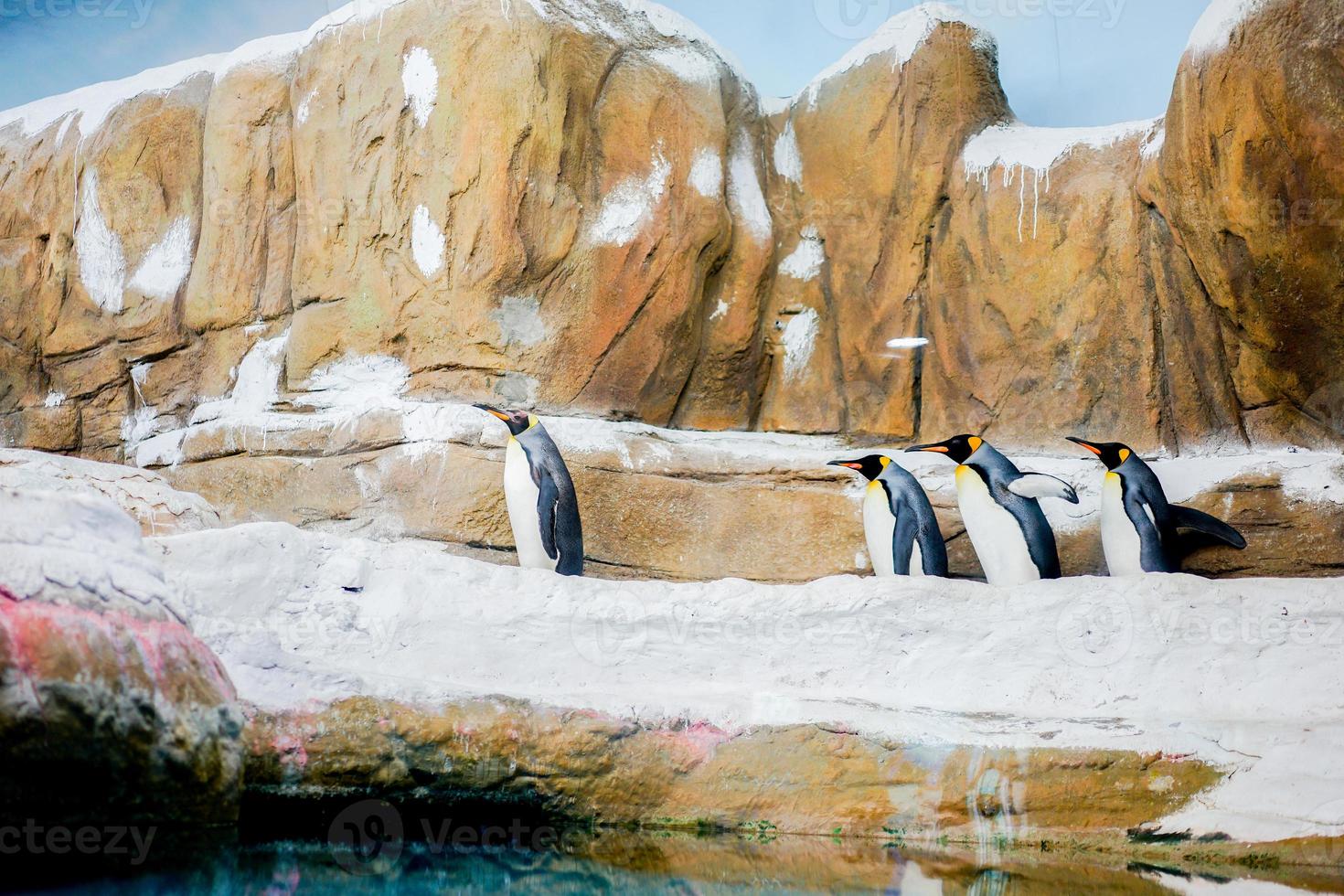 los pingüinos caminan en fila foto