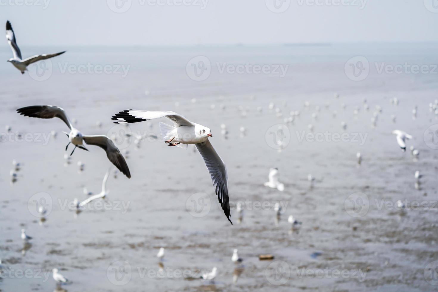 the Seagull birds on beach and mangrove forest in Thailand country. photo