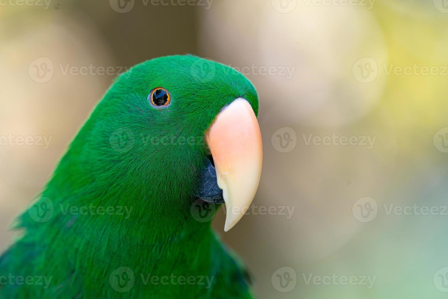 Green parrot hang on and stand on the branch in the forest  bokeh blur  background. photo