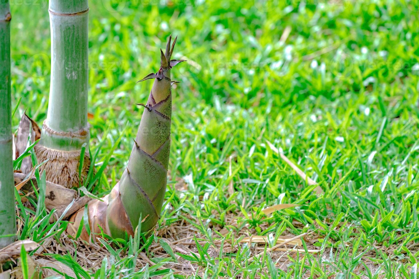 brotes de bambú en el parque jardín con fondo de hierba borrosa. foto