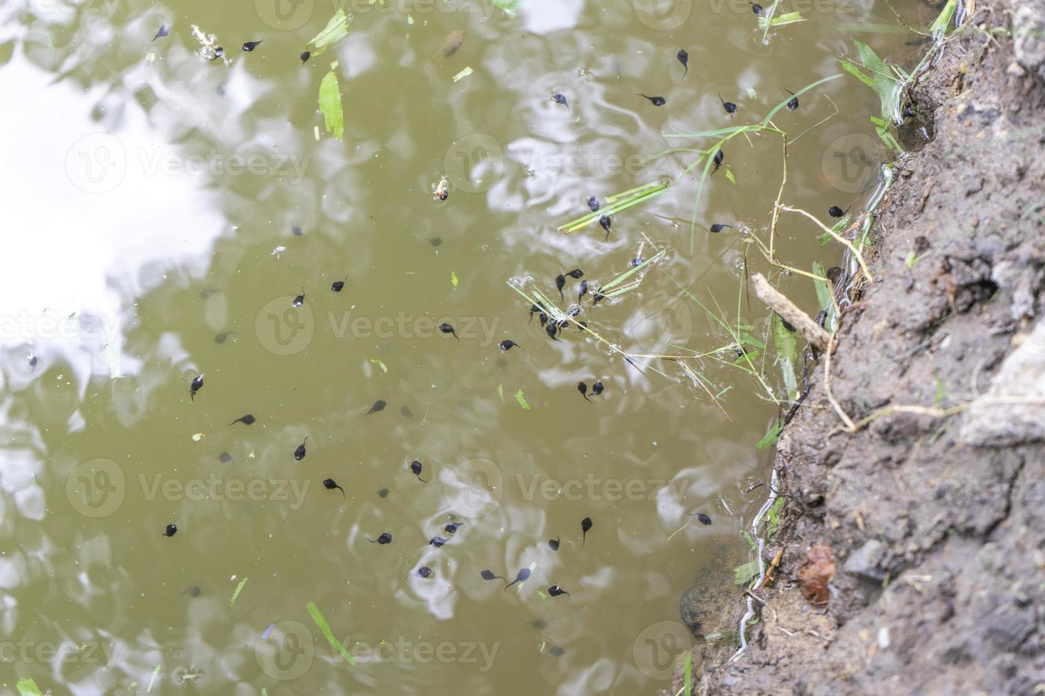 many tadpoles are swimming in the swamp behind some asian garden home. photo