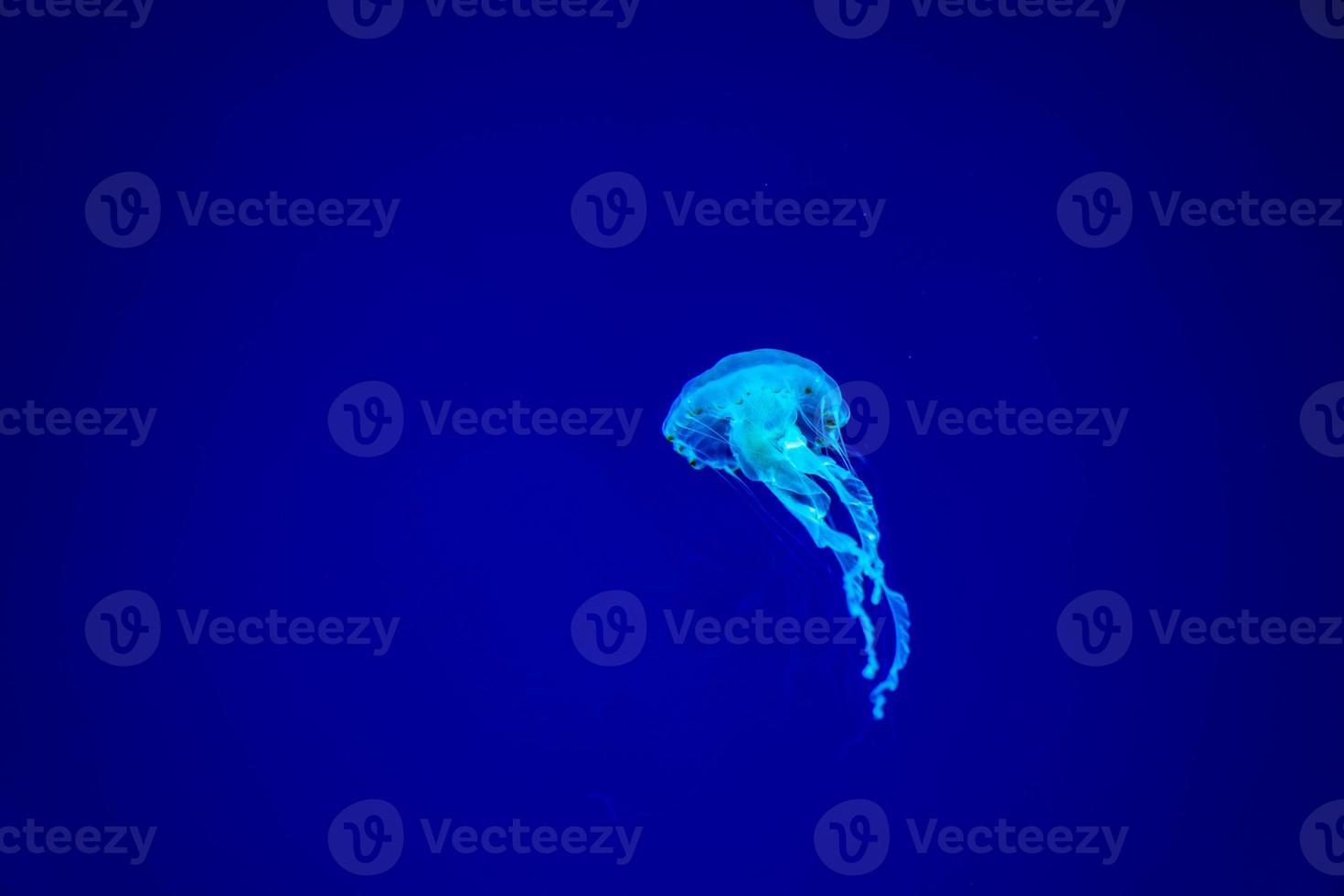 Jelly fishes are swimming and glowing in the dark blue water. photo