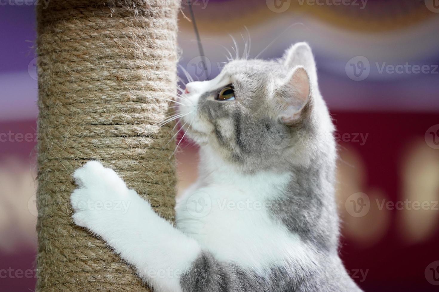the Cute short white and gray tiger pattern on hair plays rope toy pole. photo