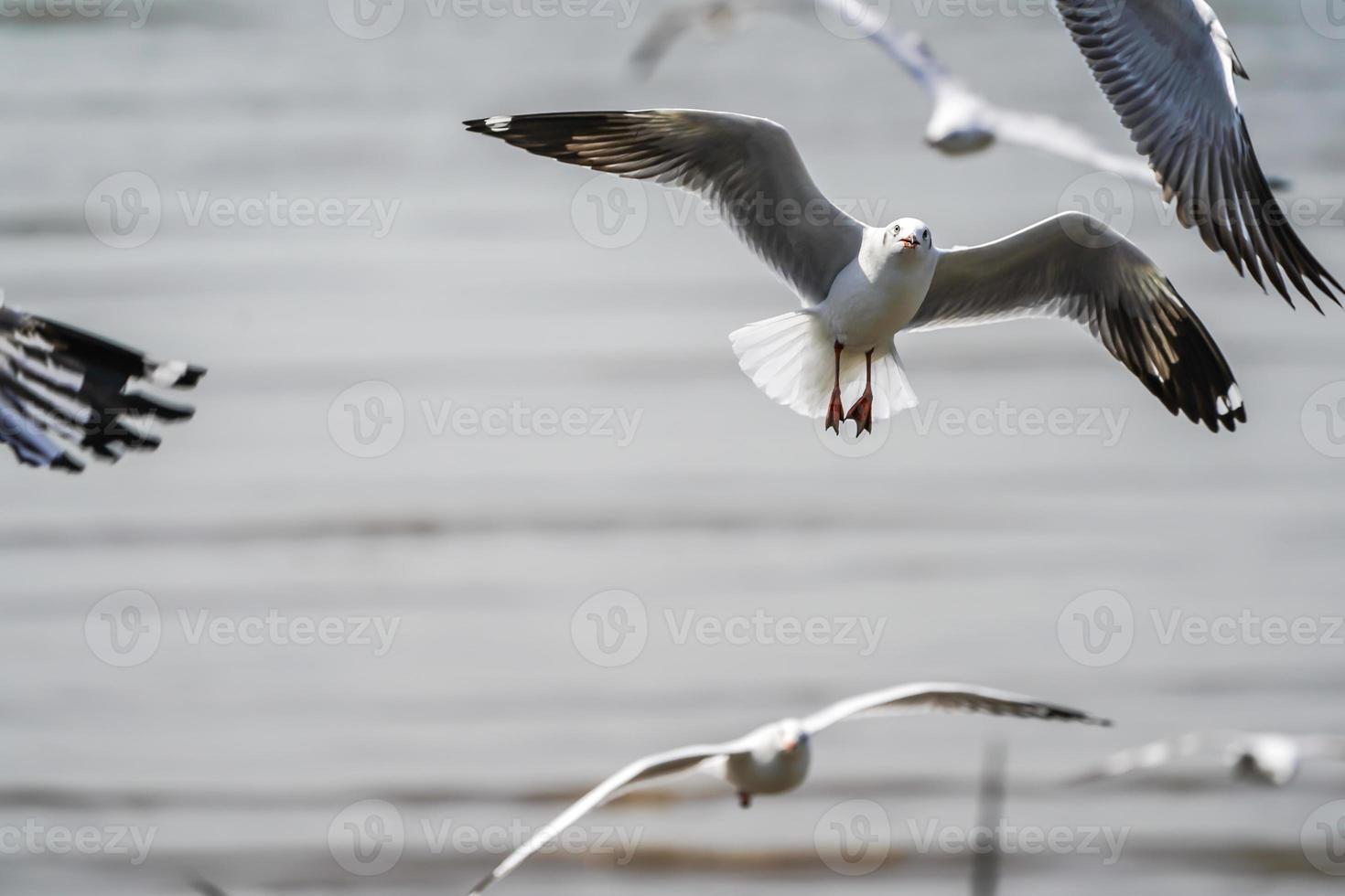 las aves gaviotas en la playa y el bosque de manglares en el país de tailandia. foto