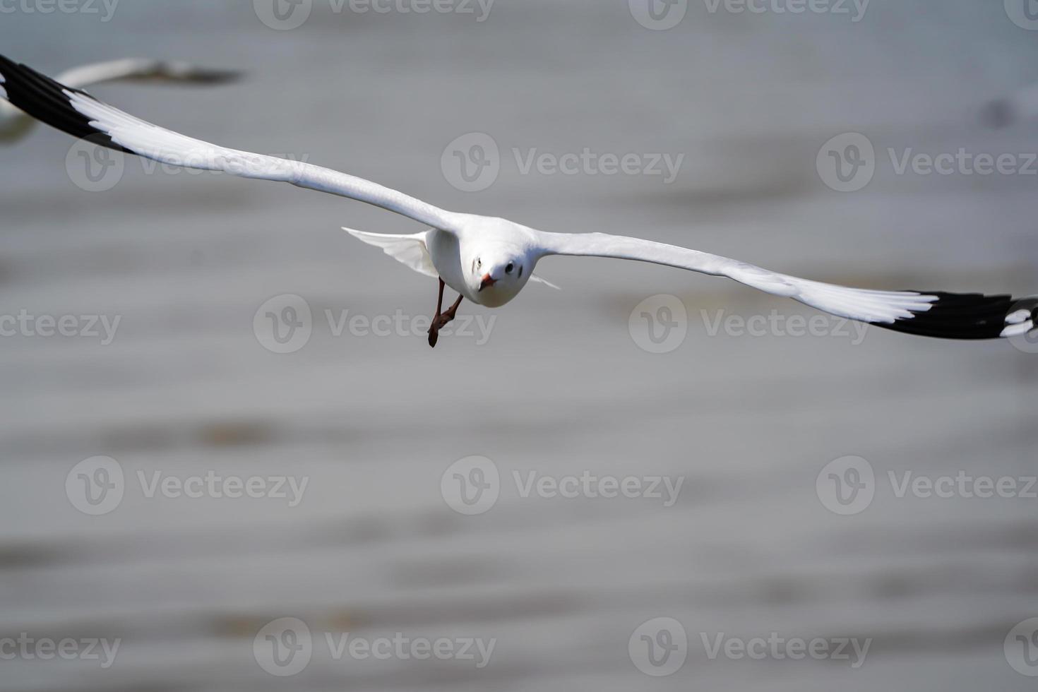 the Seagull birds on beach and mangrove forest in Thailand country. photo