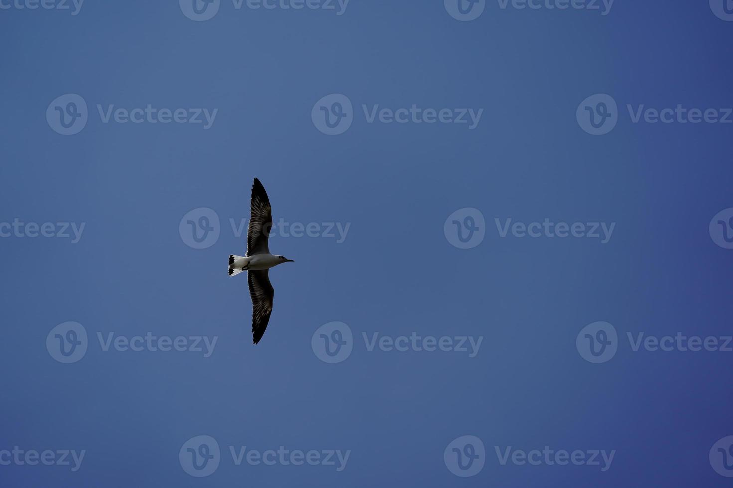 the Seagull birds on beach and mangrove forest in Thailand country. photo