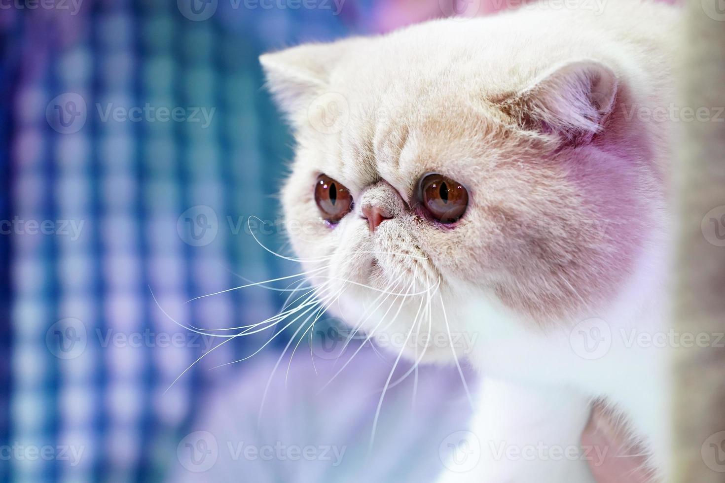 Close up the short Persian cat face short nose and  brown orange hair with the tiger pattern on it. photo