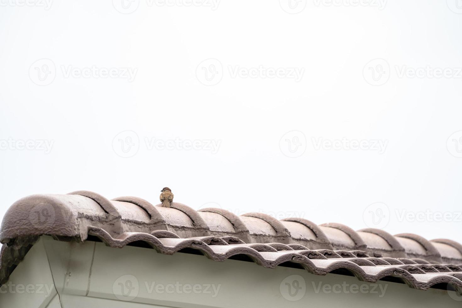 Eurasian tree sparrow backside and hang on to rooftop alone. photo