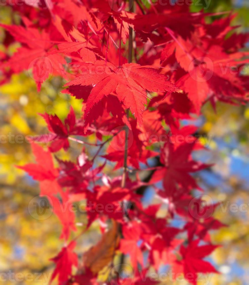 hermosas hojas de arce en un día soleado de otoño en primer plano y fondo borroso en kyushu, japón. sin gente, primer plano, espacio de copia, toma macro. foto