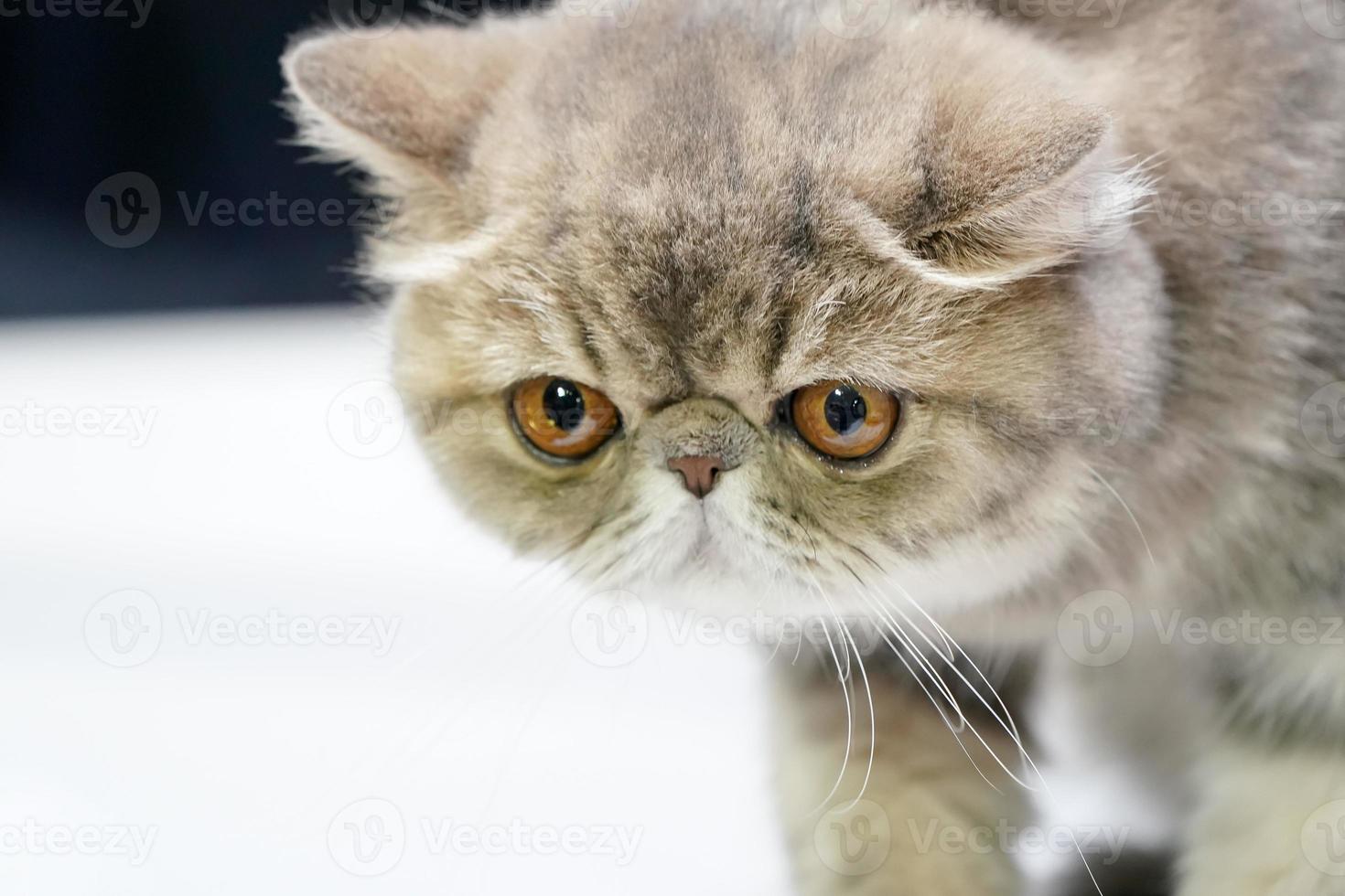 Kitten Persian short hait and  brown tiger pattern color on it fur standing on the white table. photo