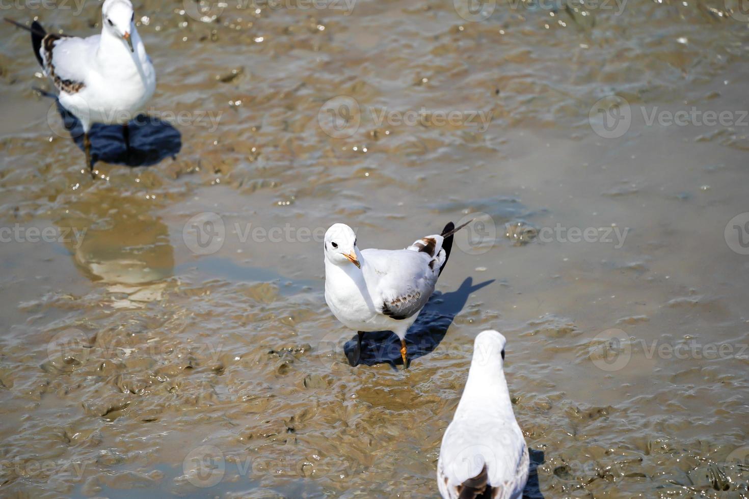 las aves gaviotas en la playa y el bosque de manglares en el país de tailandia. foto