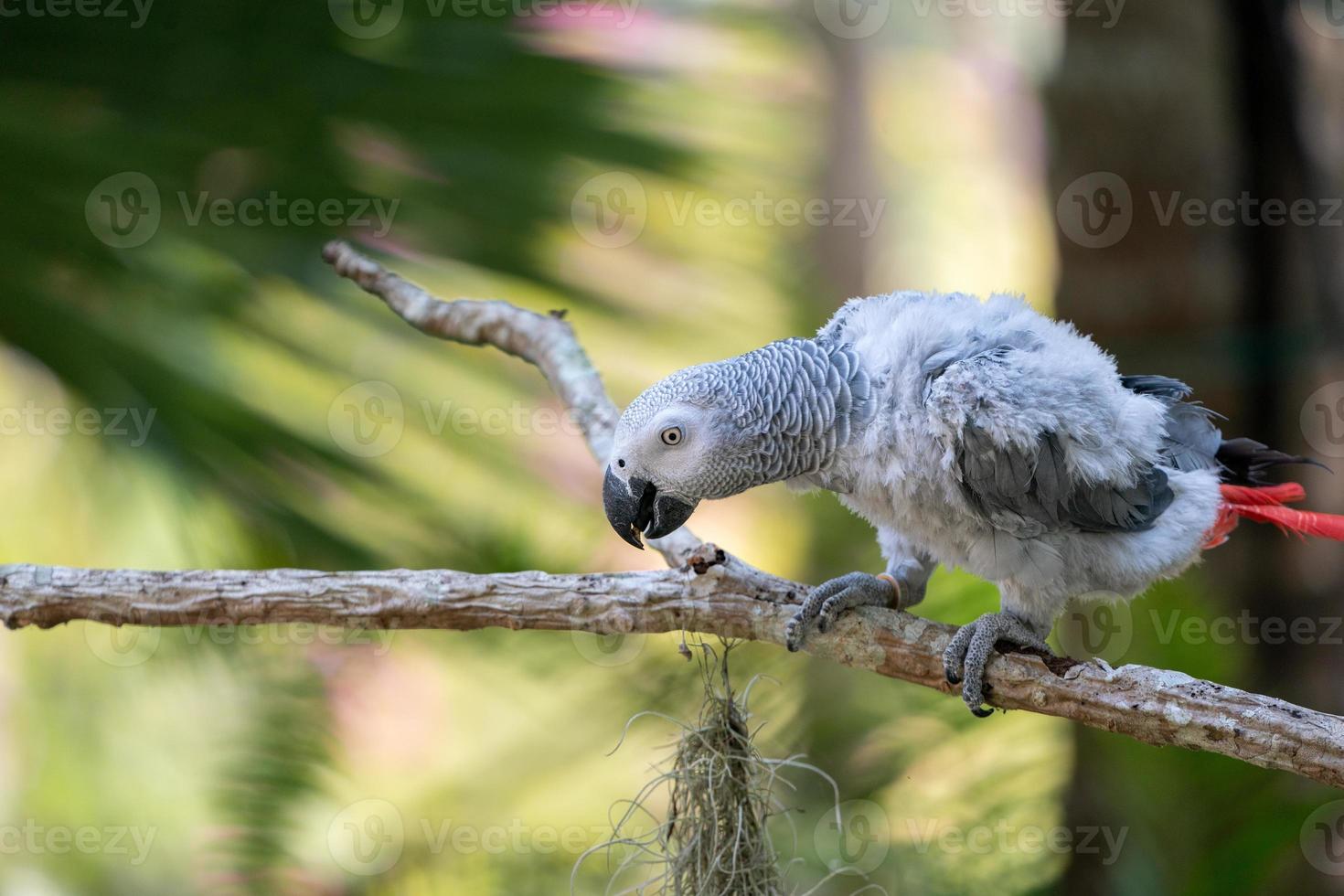 Baby African grey parrot with red tail hang on to the branch in the forest photo