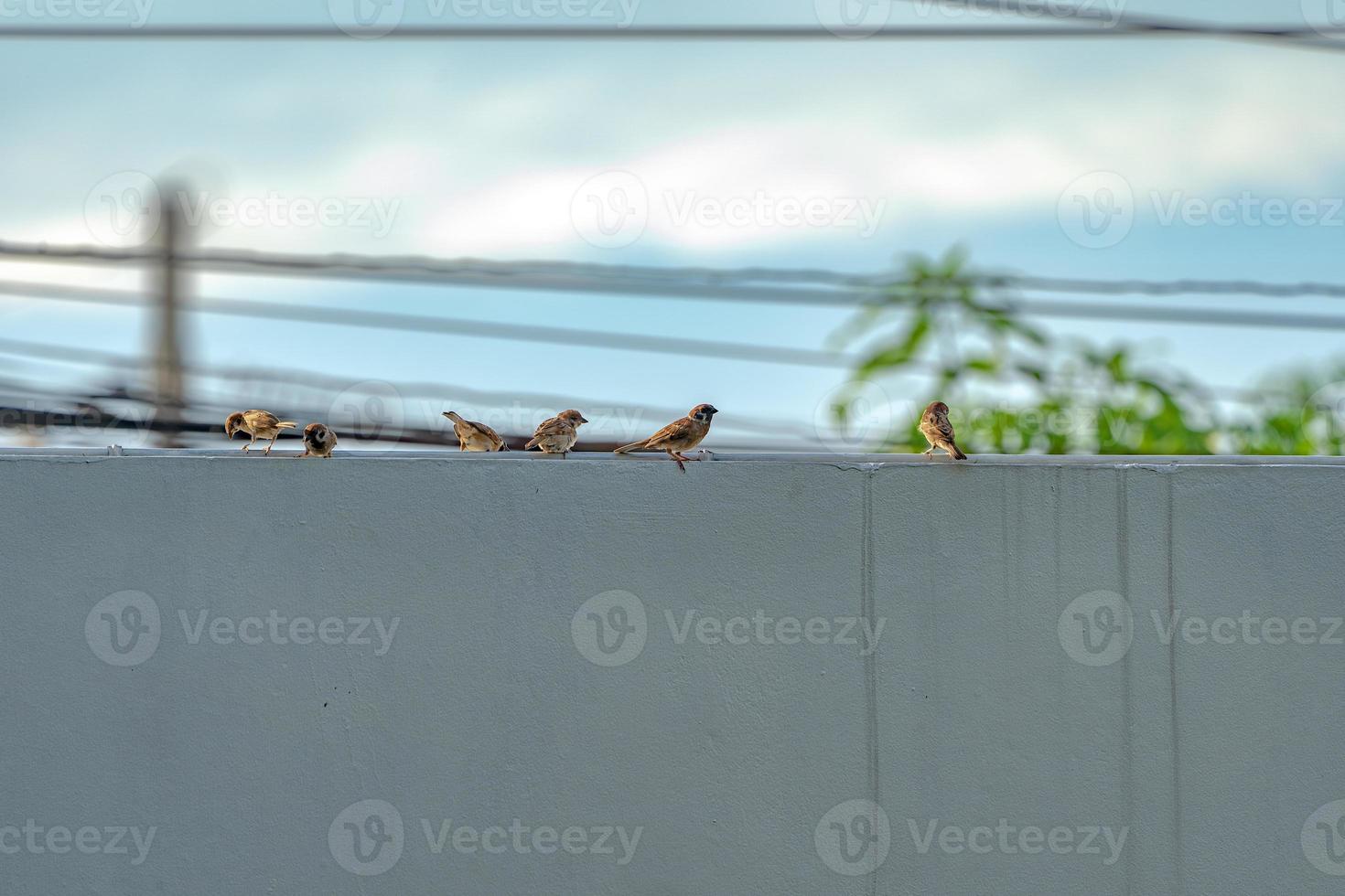 tailandia pequeño pájaro gorrión marrón en el jardín y el parque. foto