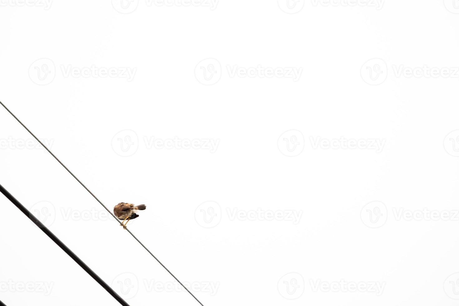 Eurasian tree sparrow backside and hang on to electric cable alone wit whtie sky behind photo