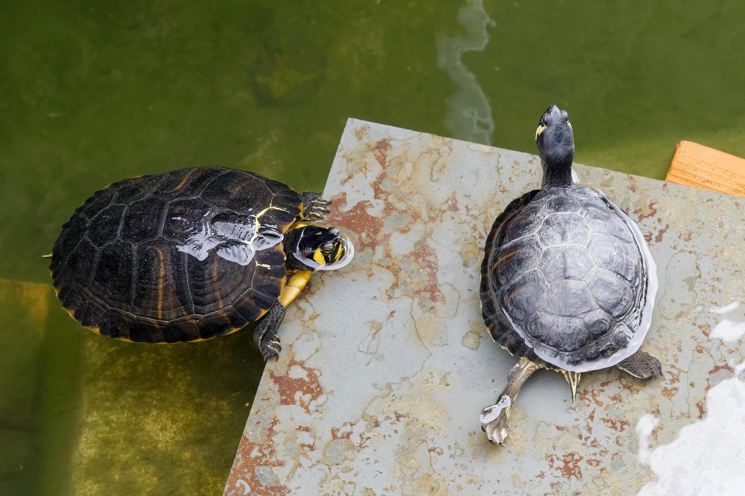 Terrapins in the Moat Around the Bandstand in Tavira Portugal photo