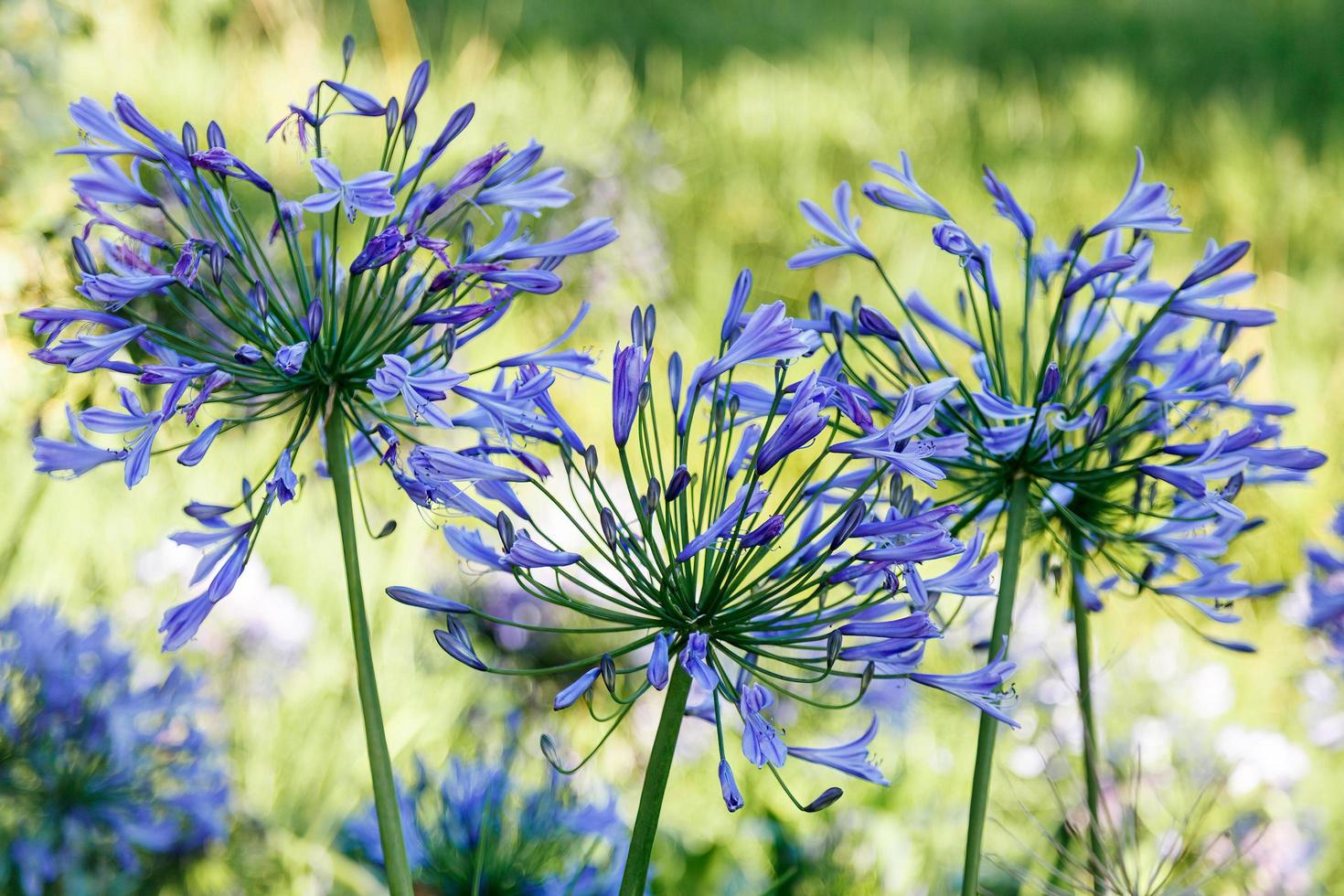 Blue Agapanthus growing wild in New Zealand photo