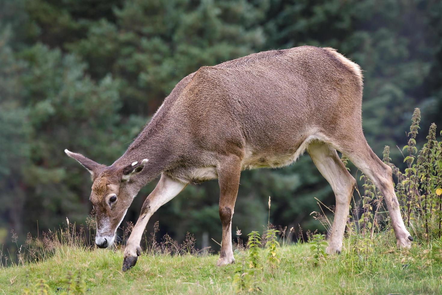 Thorold's Deer or White-Lipped Deer photo