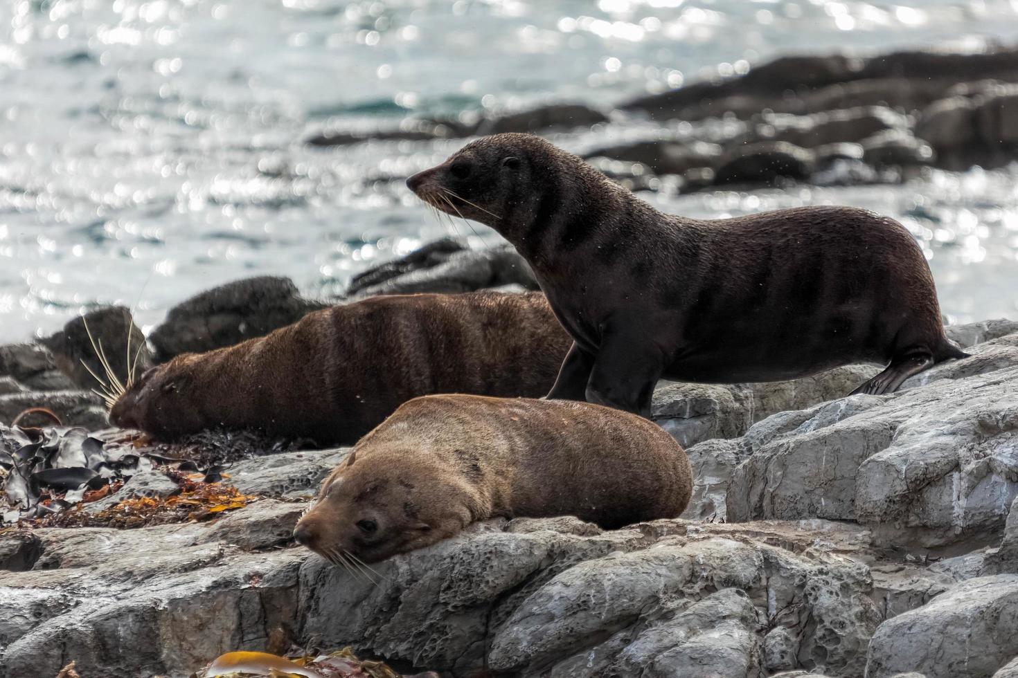 New Zealand fur seal photo