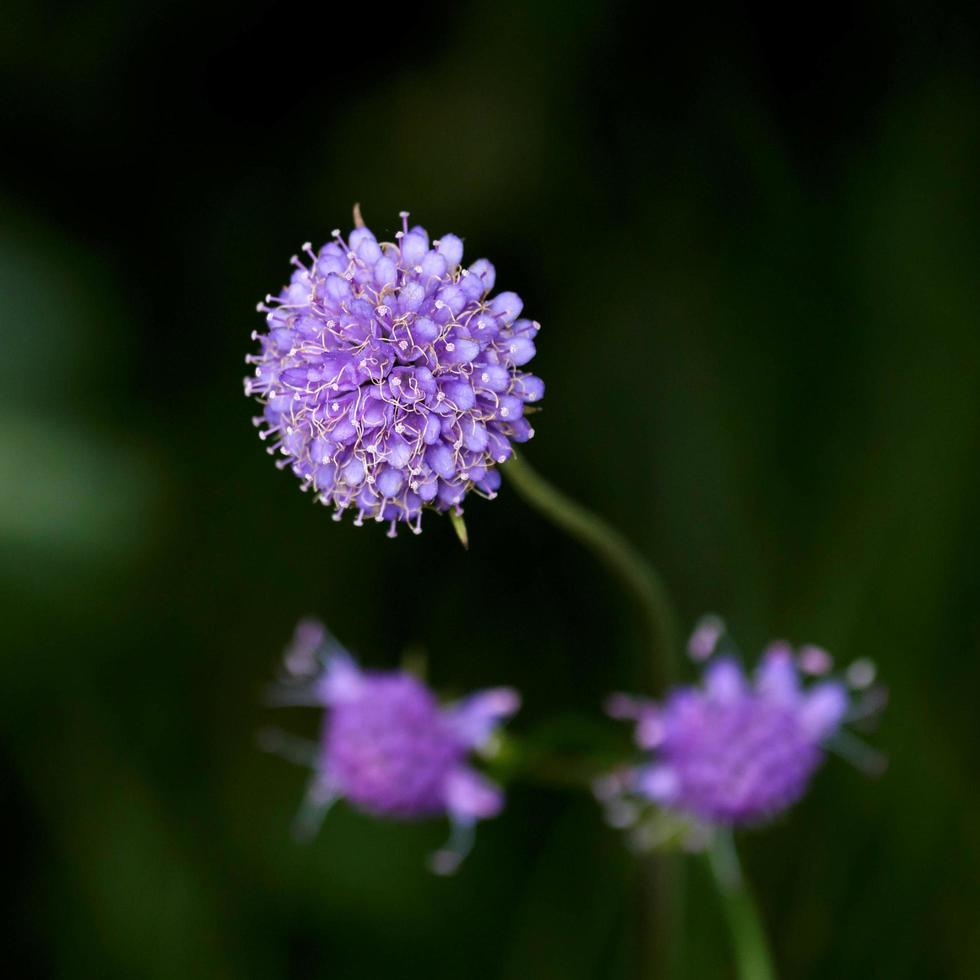 Devils Bit Scabious photo