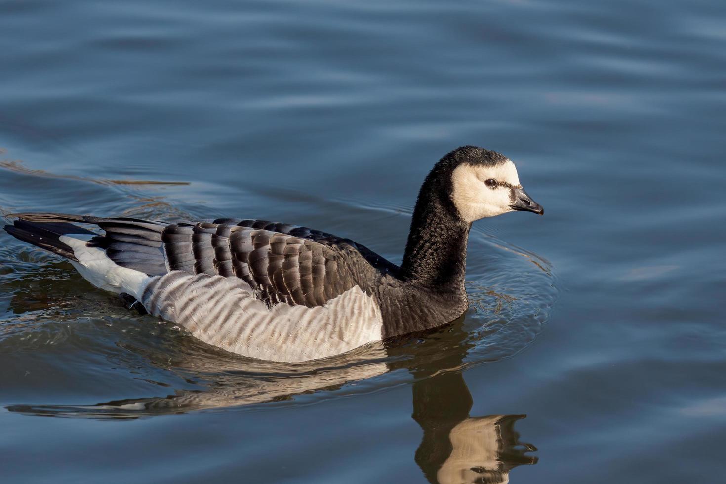 Barnacle Goose gliding through the water photo