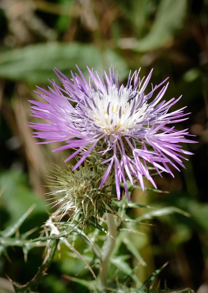 Thistle in Sardinia photo