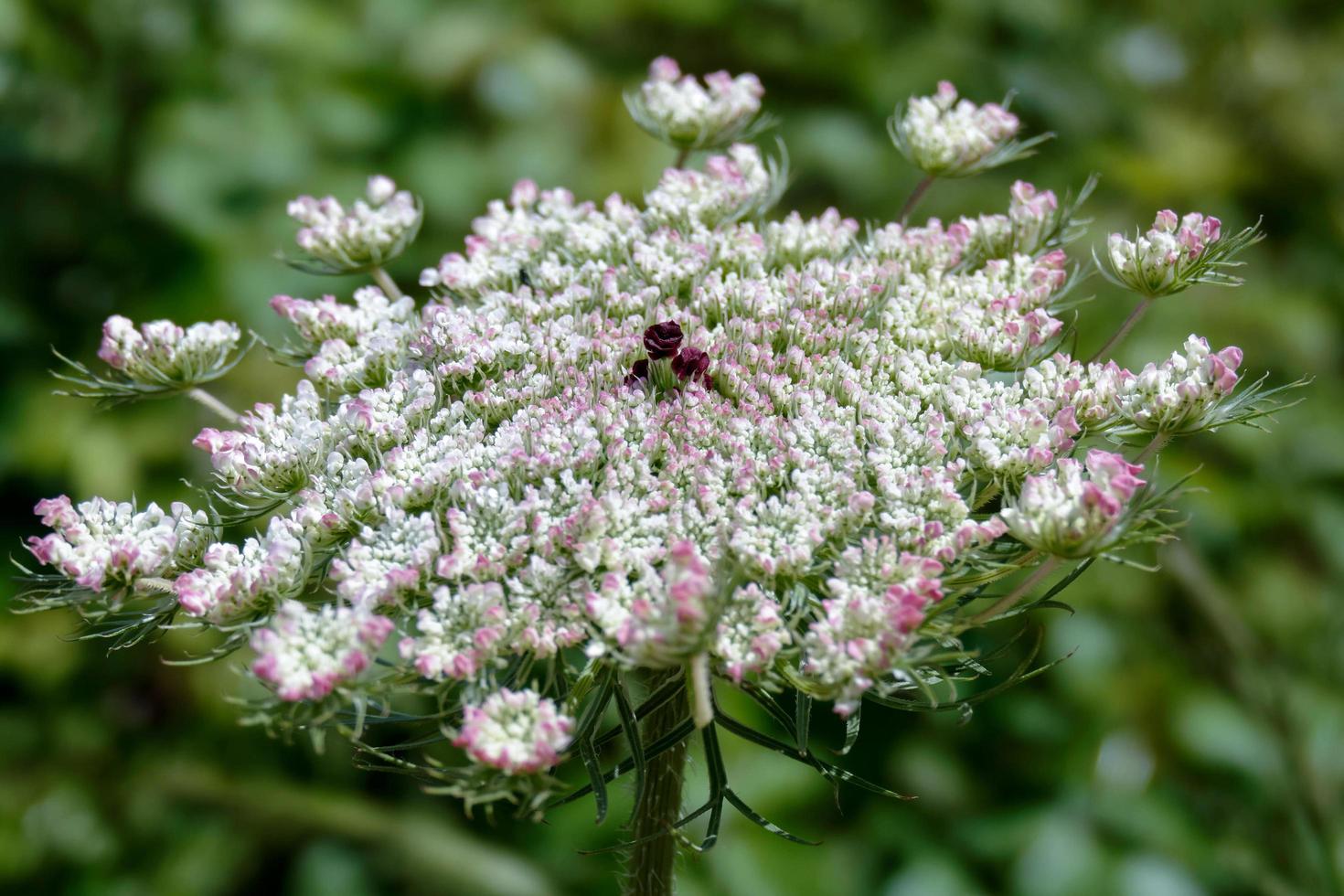 Wild Carrot  in Sardinia photo