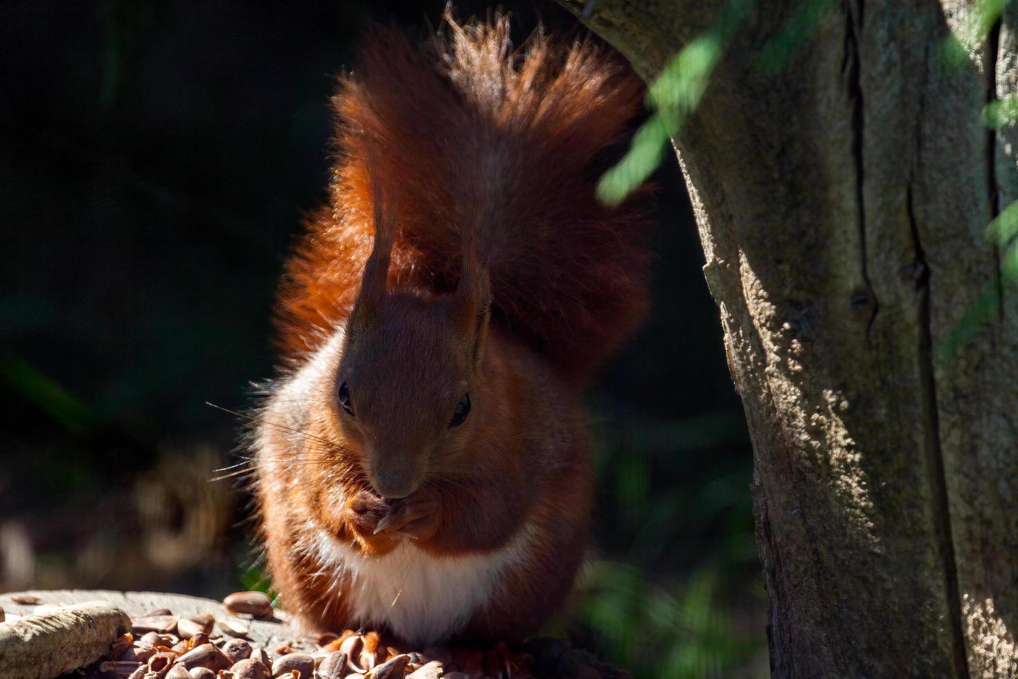 Close-up shot of an Eurasian red squirrel photo