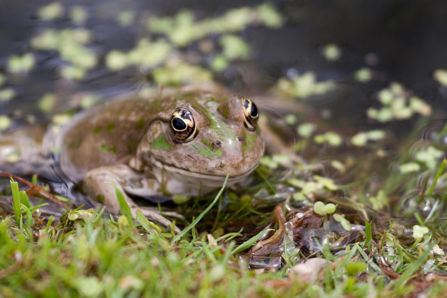 Marsh Frog at the waters edge photo