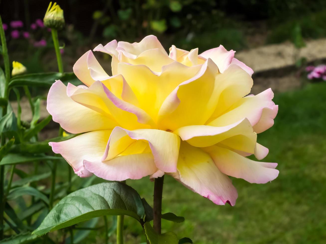 Yellow Rose flowering in an English garden 6909184 Stock Photo at Vecteezy