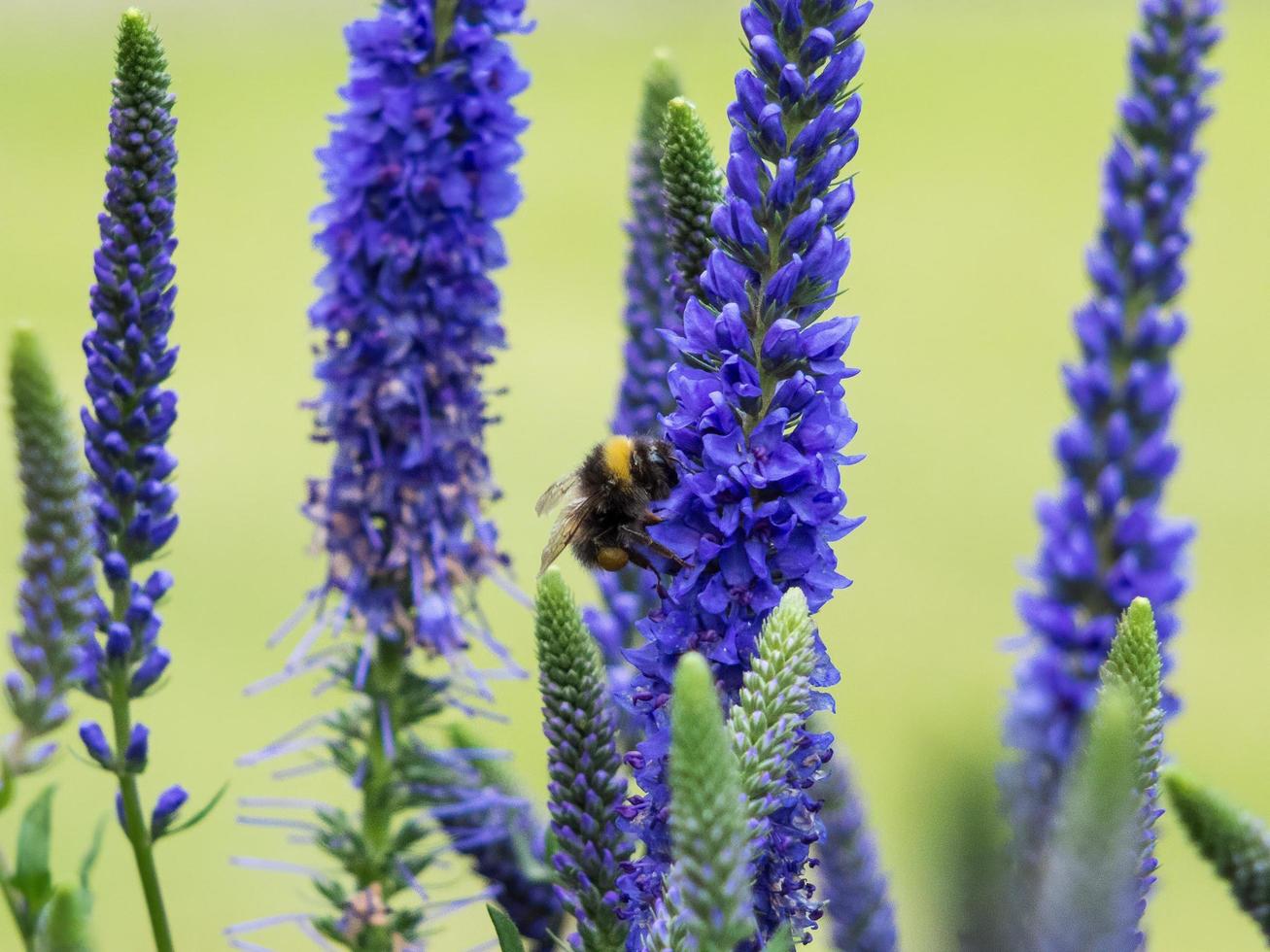 abeja recolectando néctar de veronica spicata ulster enano flores azules foto