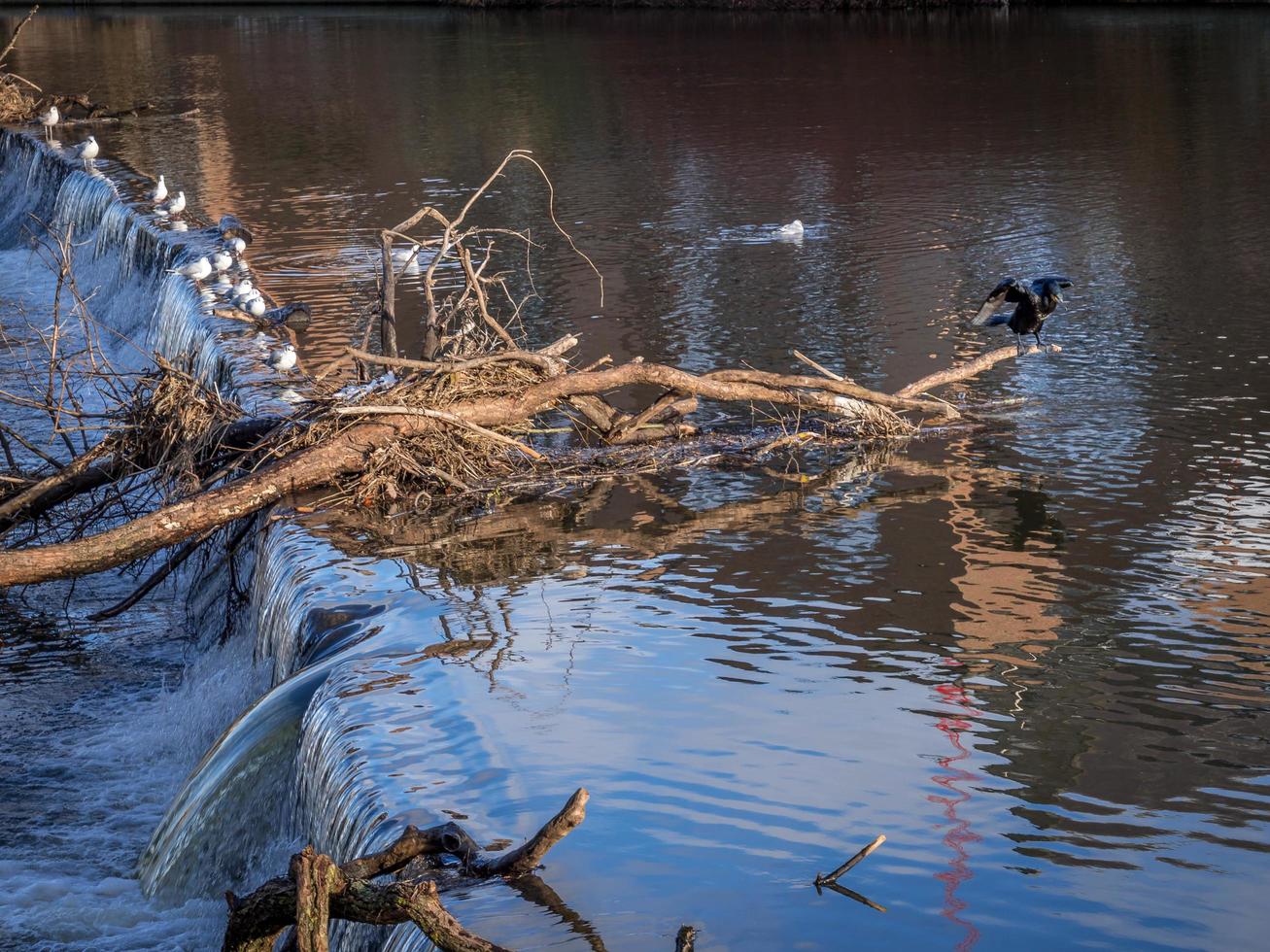 Cormorant standing on a fallen tree stuck in the weir on the River Wear in Durham photo