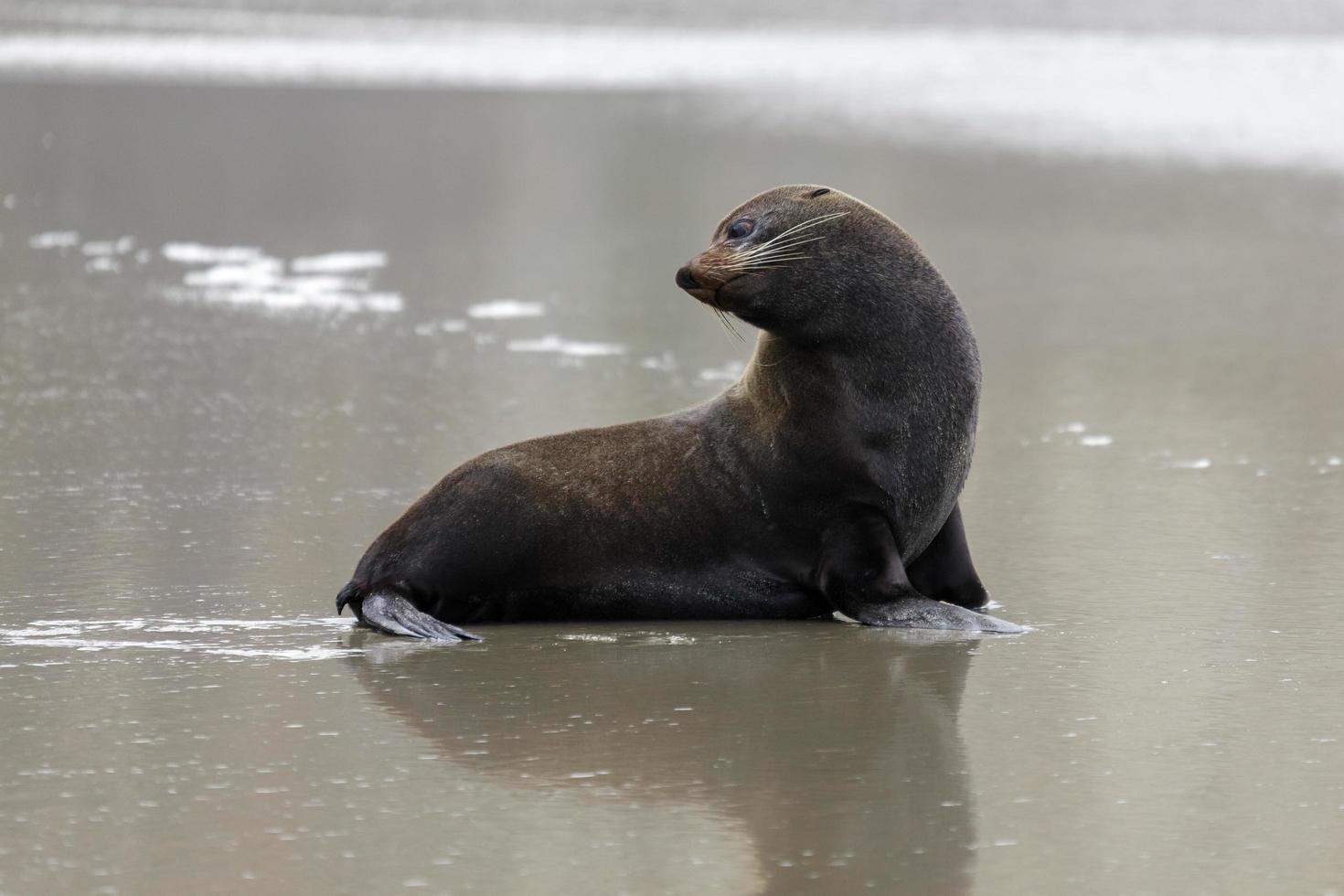 New Zealand Fur Seal photo