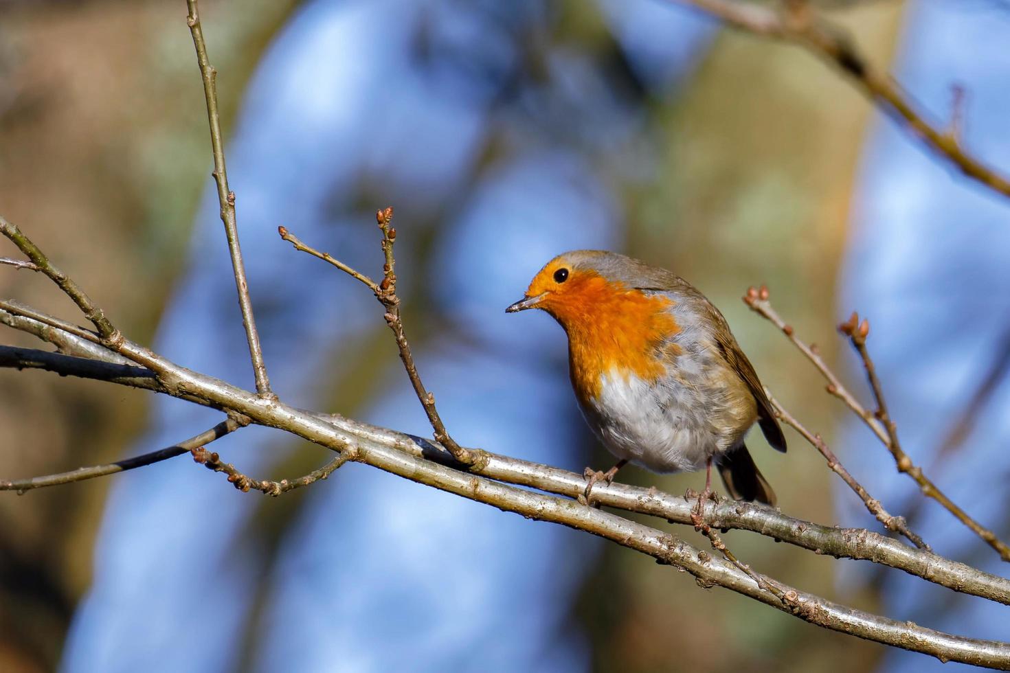 Robin Assessing the Situation photo