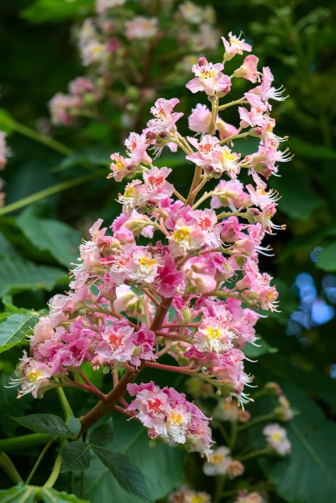 Sweet Chestnut Blossom photo