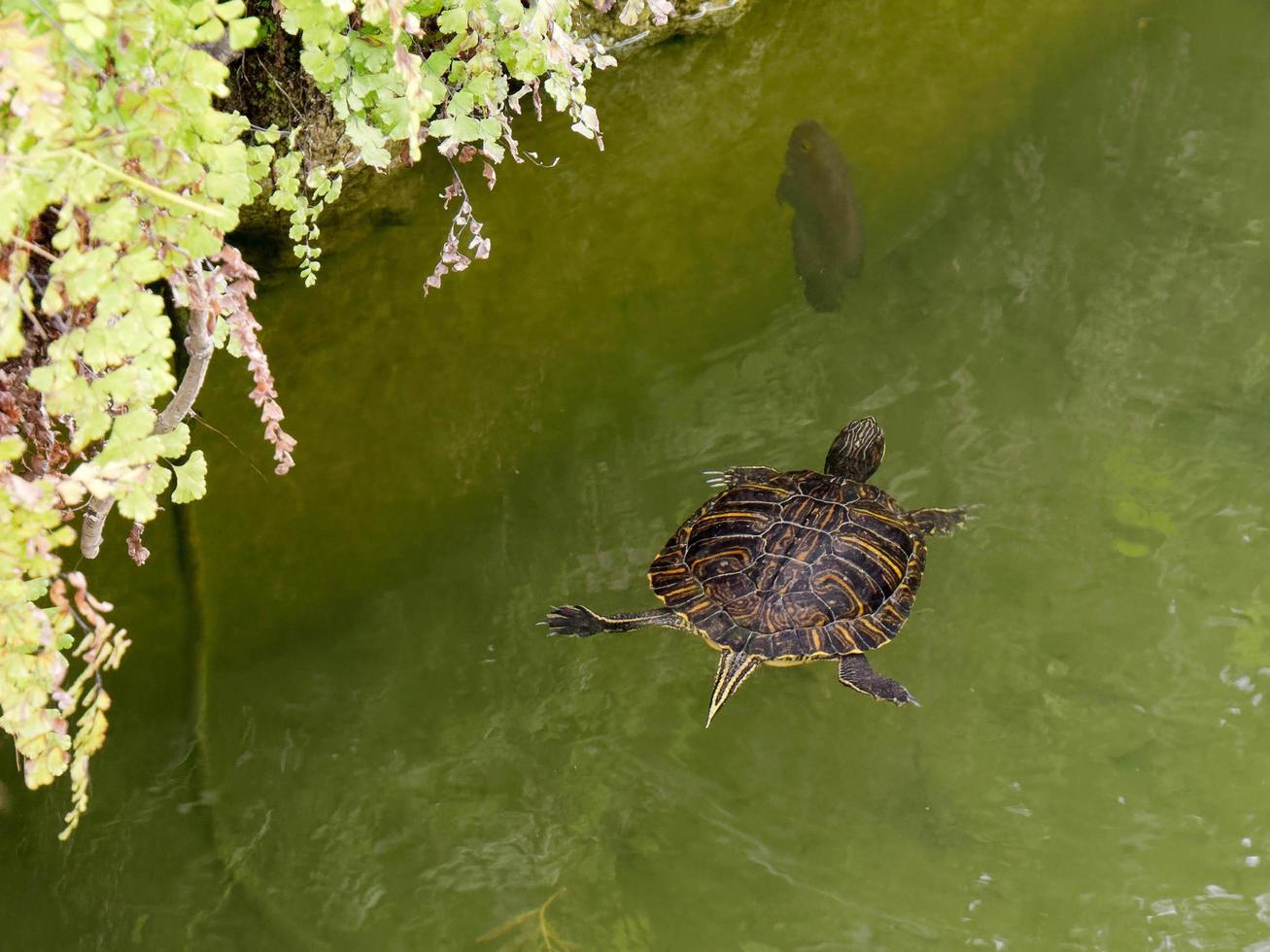 Terrapin en el foso alrededor del quiosco de música en Tavira Portugal foto