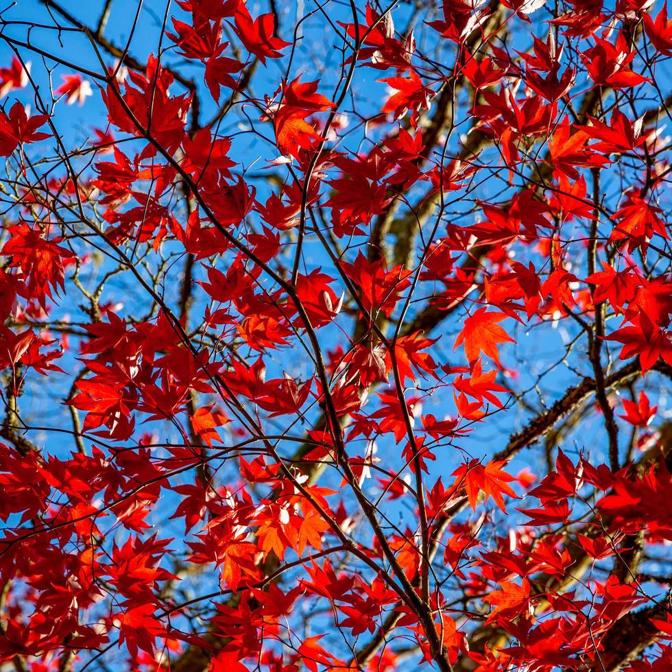 hojas de acer rojo brillante bajo el sol de otoño foto