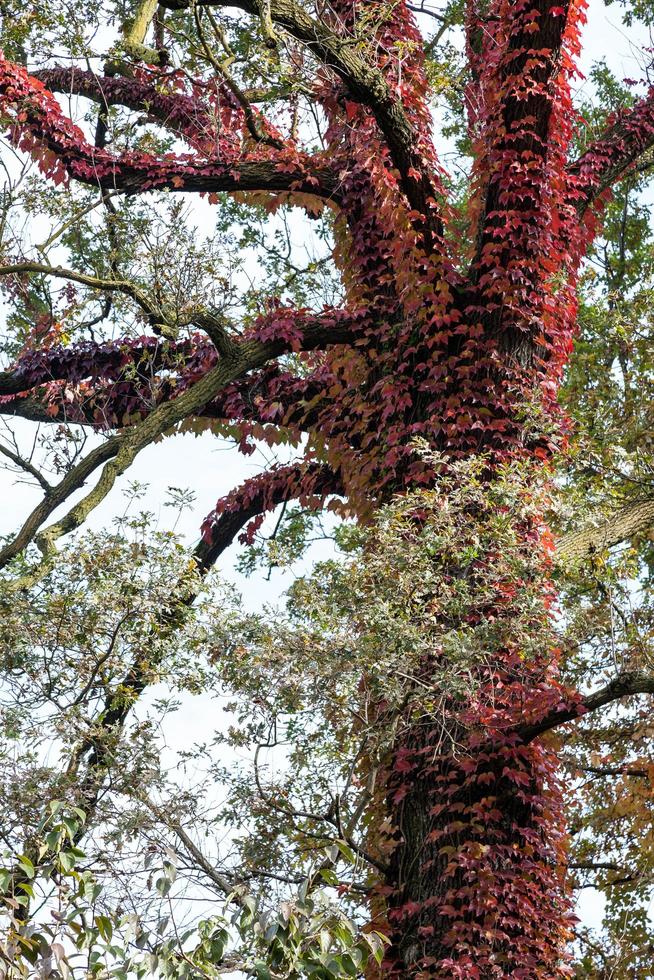 Tree covered with red Ivy photo