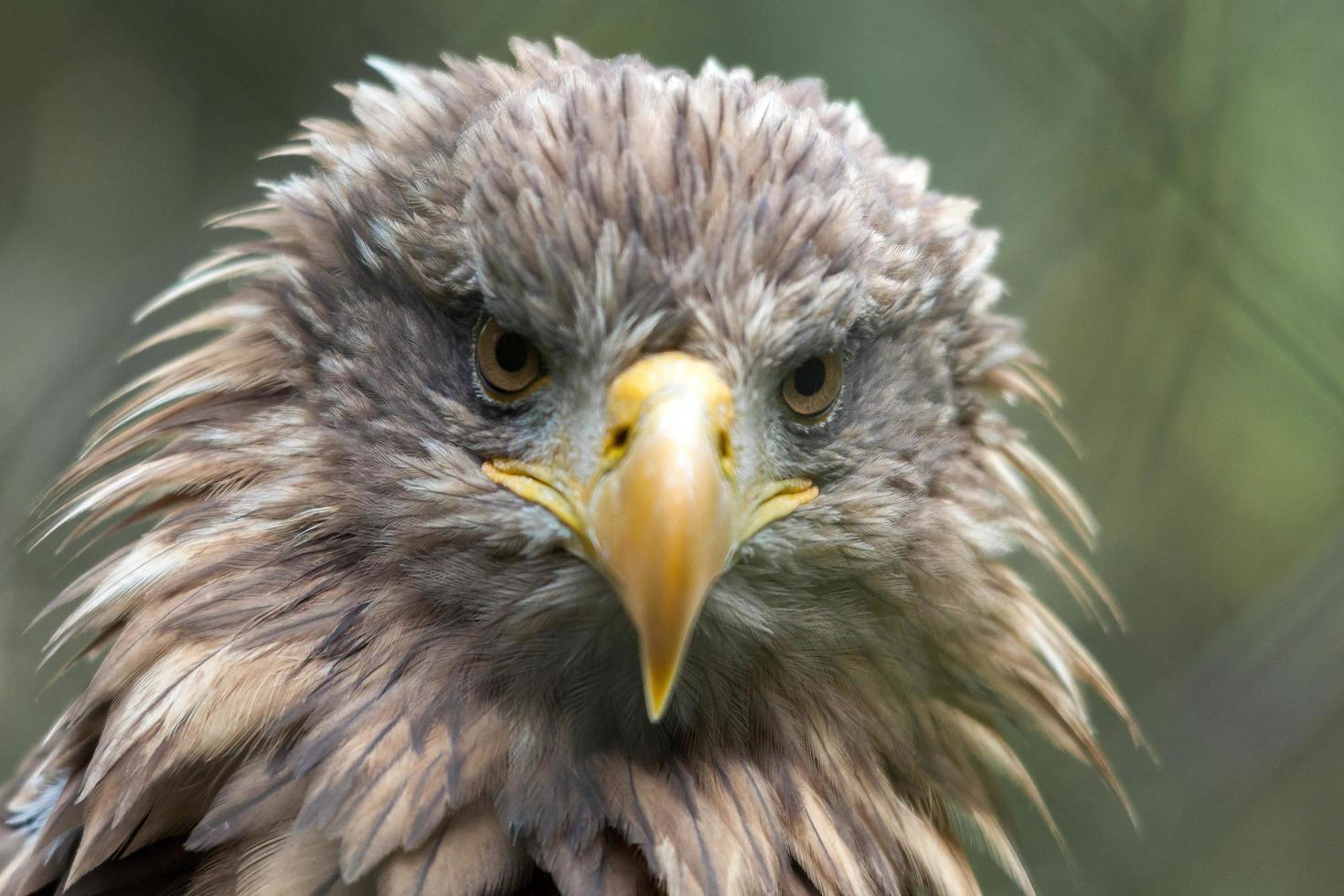 águila marina de cola blanca foto