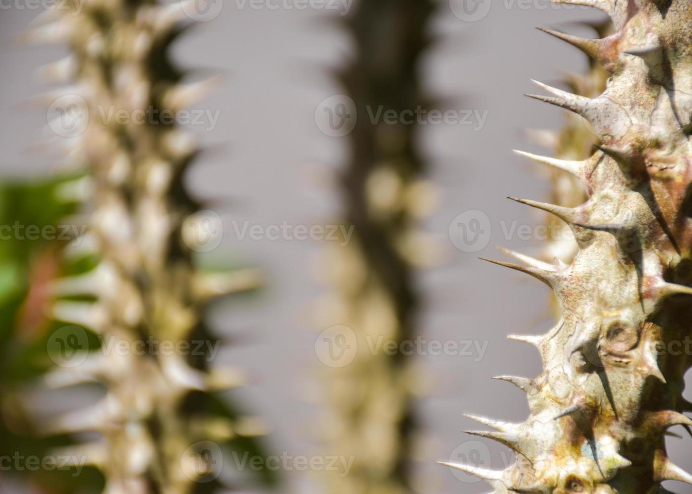 the sharp thorns of the cactus and light soft photo